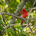 Preening Cardinal