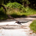 Why did the ibis cross the road?