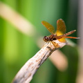 Eastern Amberwing on cattails
