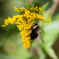 Bumblebee and beetle on goldenrod