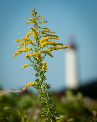 Goldenrod, Cape May Lighthouse