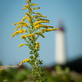 Goldenrod, Cape May Lighthouse