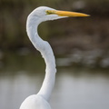 Great Egret portrait