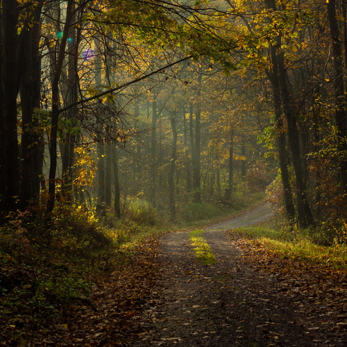 Autumn morning