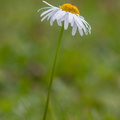 Bug on daisy