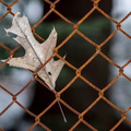 Leaf and fence