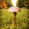 Mushroom along fenceline