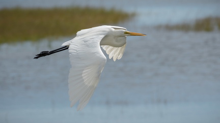 Great Egret over marsh