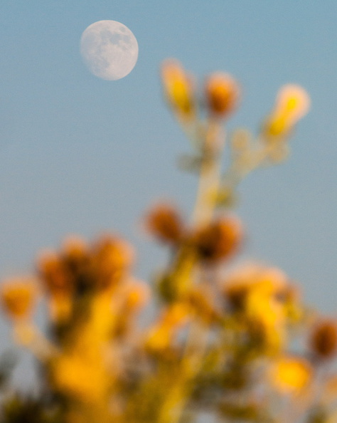 Moonrise and wildflowers