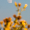 Moonrise and wildflowers