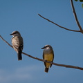 Western Kingbirds