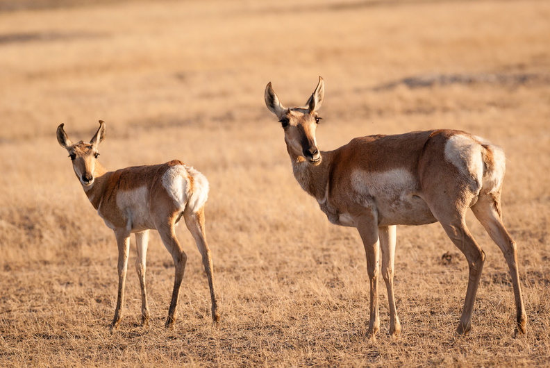 Pronghorn doe and fawn