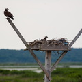 Ospreys at nest