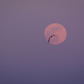Lunar gull