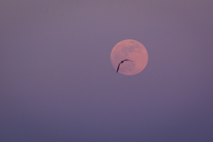 Lunar gull