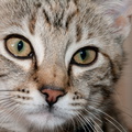 Kitten portrait of JJ