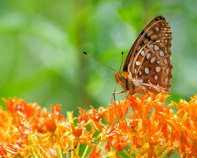 Aphrodite Fritillary on (aptly) Butterfly Weed