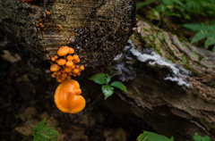 Orange fungus