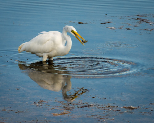 Great Egret with prey