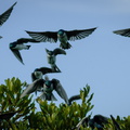 Tree Swallows flocking on a shrubbery