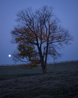Lone tree, moonset