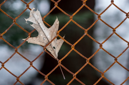 Leaf and fence