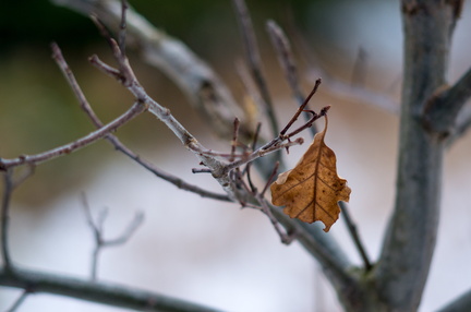Leaf and branches