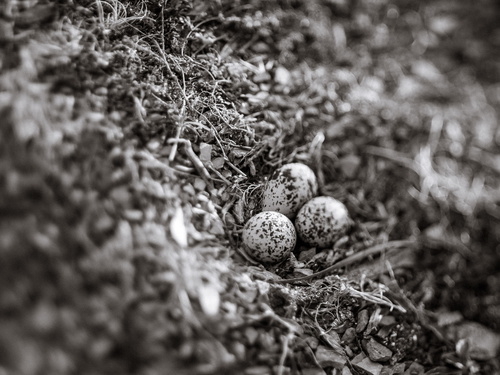 Killdeer nest