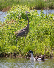 Great Blue Heron and Ugly Duck