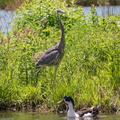 Great Blue Heron and Ugly Duck