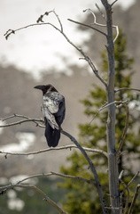Common Raven, perched