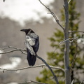 Common Raven, perched