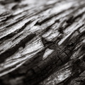 Charred log