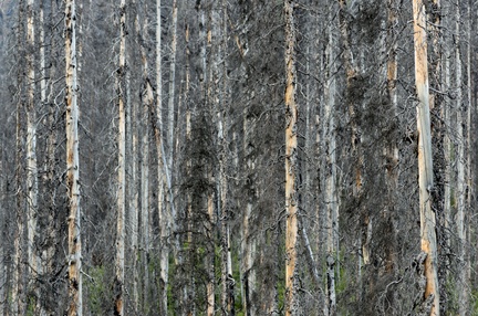 Stand of trees, burn area