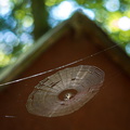 Spiderweb and picnic shelter