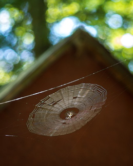 Spiderweb and picnic shelter