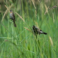 Bobolink & Red-winged Blackbird