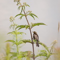 Red-winged Blackbird on Joe Pye Weed