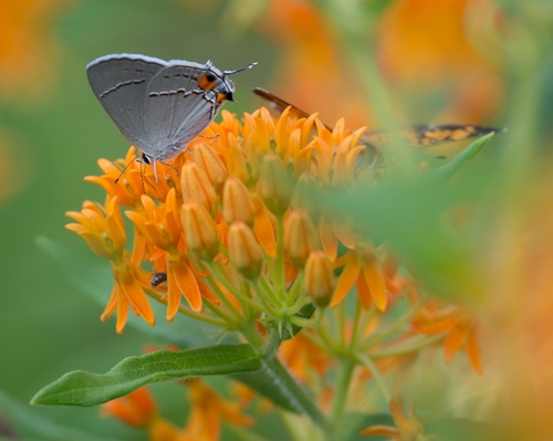 Gray Hairstreak on butterfly weed