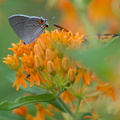Gray Hairstreak on butterfly weed