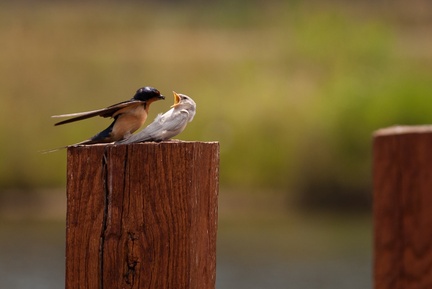 Adult Barn Swallow feeding leucistic juvenile
