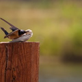 Adult Barn Swallow feeding leucistic juvenile
