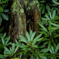Tree with lichen and rhododendron