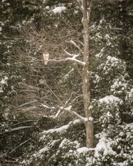 Red-Tailed Hawk endures winter storm