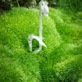 Indian Pipe sprouts