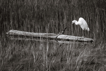 Snowy Egret on log