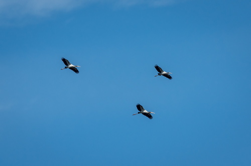 Wood Storks
