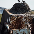 Double-crested Cormorants on shipwreck