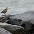 Whimbrel on jetty