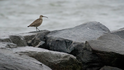 Whimbrel on jetty